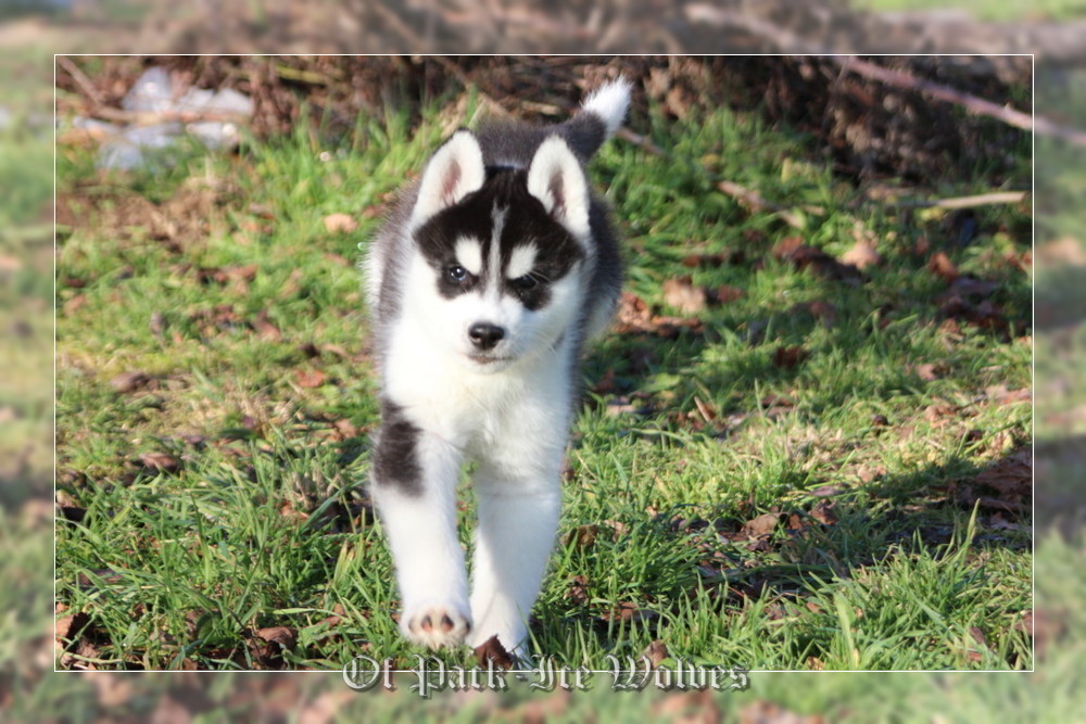 Bebe Husky Siberien De L Elevage Of Pack Ice Wolves