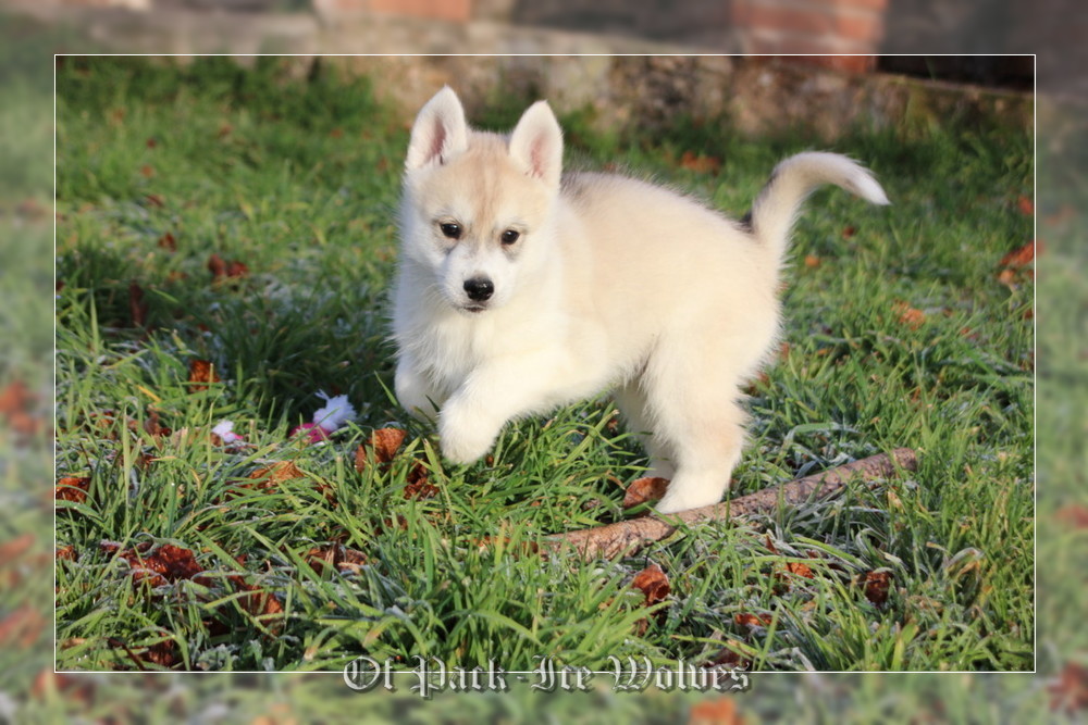 Bebe Husky Siberien De L Elevage Of Pack Ice Wolves