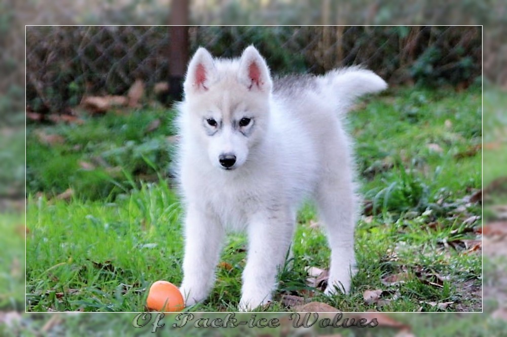 Bebe Husky Siberien De L Elevage Of Pack Ice Wolves