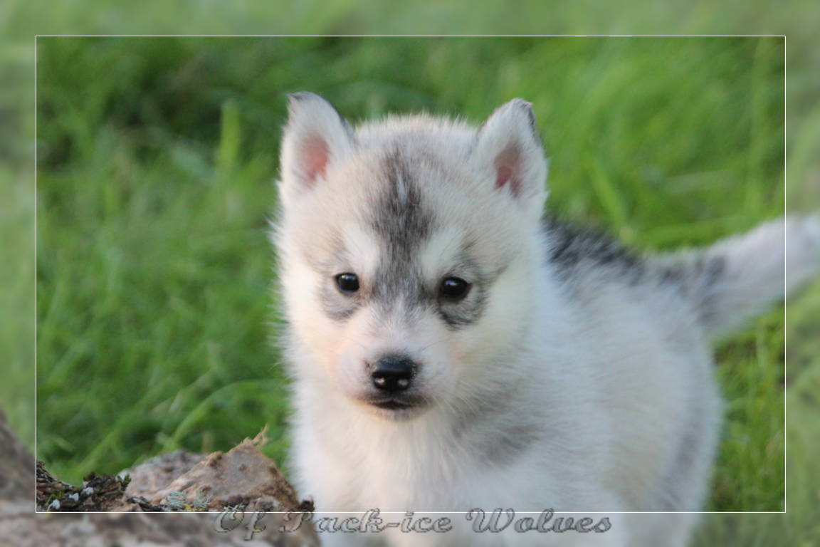 Chiot Husky De Jinn Et Warrior 19 6 Semaines 134