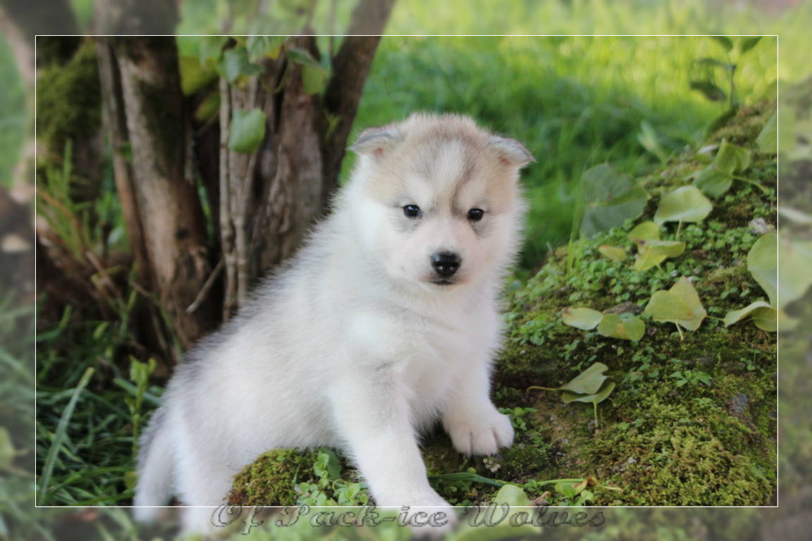 Bebe Husky Siberien 558
