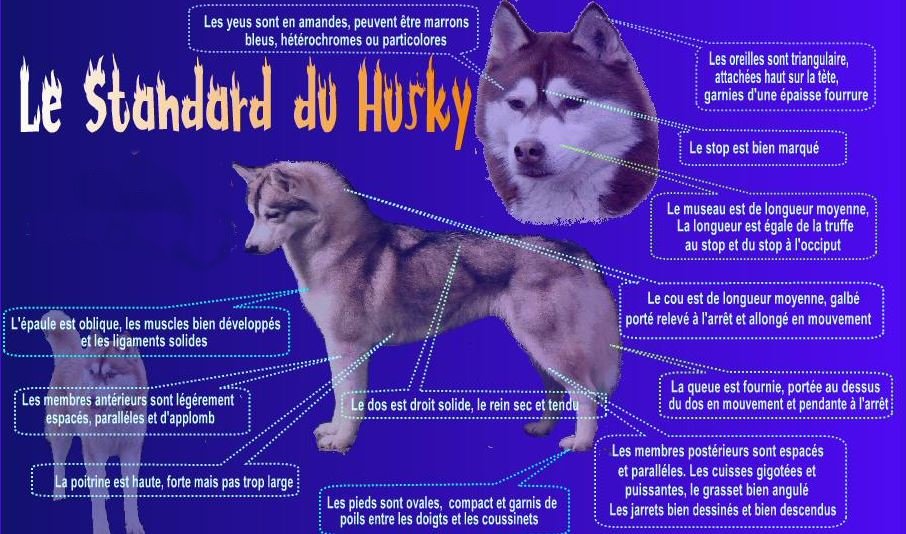 standard husky