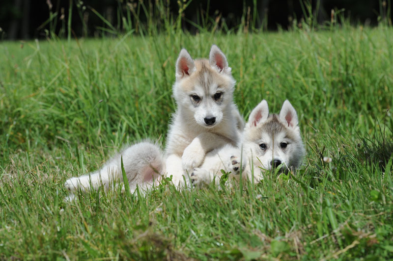 2 chiots husky coucher dans l'herbe