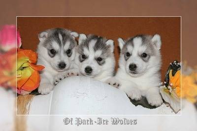 Elevage De Chien Husky Au Quebec