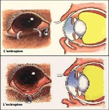 maladies yeux des chiens, oeil et globe occulaire