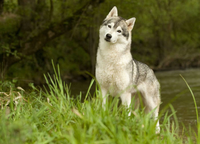 husky dans l'herbe sur fond d'une forêt