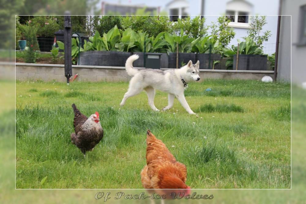 husky en liberté dans un jardin avec des poules