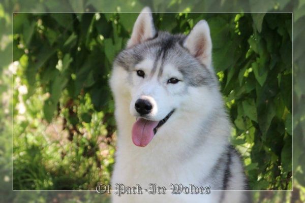 husky chiot