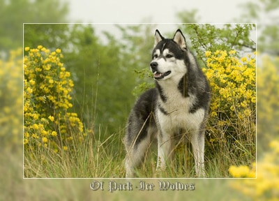 elevage husky