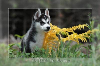 Chiot Husky Acheter Un Chiot Husky Lof Et De Qualité Dans