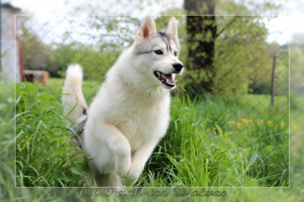 husky-de-siberie-femelle-grise-Eywa-12 husky de Sibérie gris et blanc