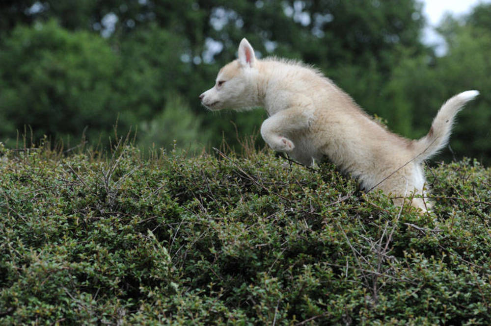 Comment Choisir Un Husky Elevage Passion De Chiot Husky