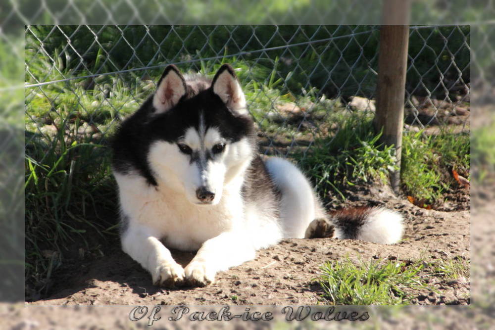 Photo de chien Husky de sibérie  Love is laska