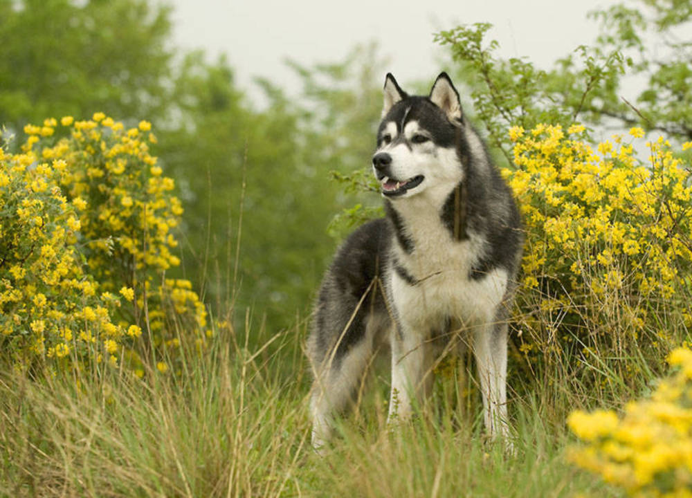 Photo de chien Husky de sibérie  A little rush