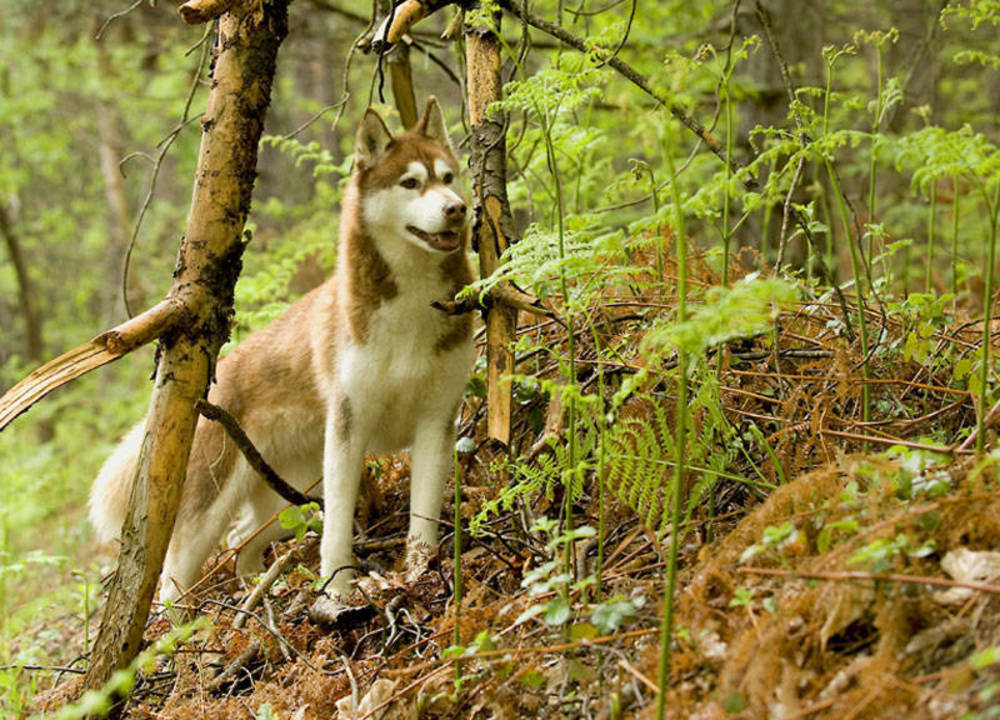 husky trois quarts face de couleur chocolat dans une forêt à côté d'un arbre