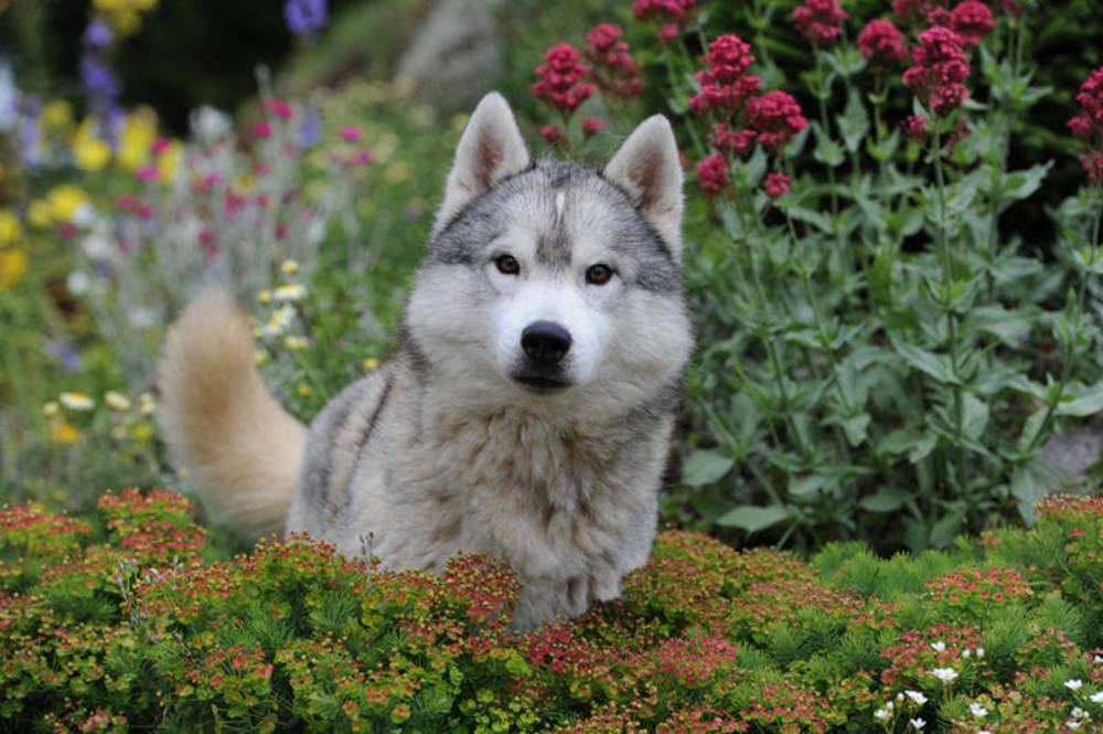Photo de chien Husky de sibérie  Jimini