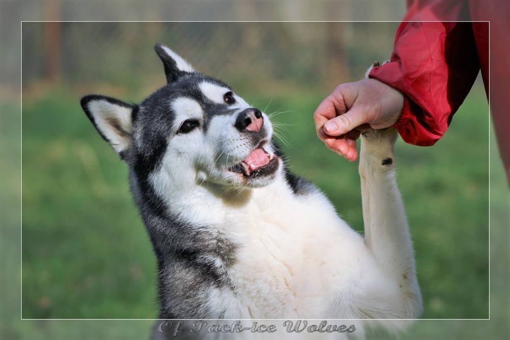 Photo de chien Husky de sibérie  Just unforgettable