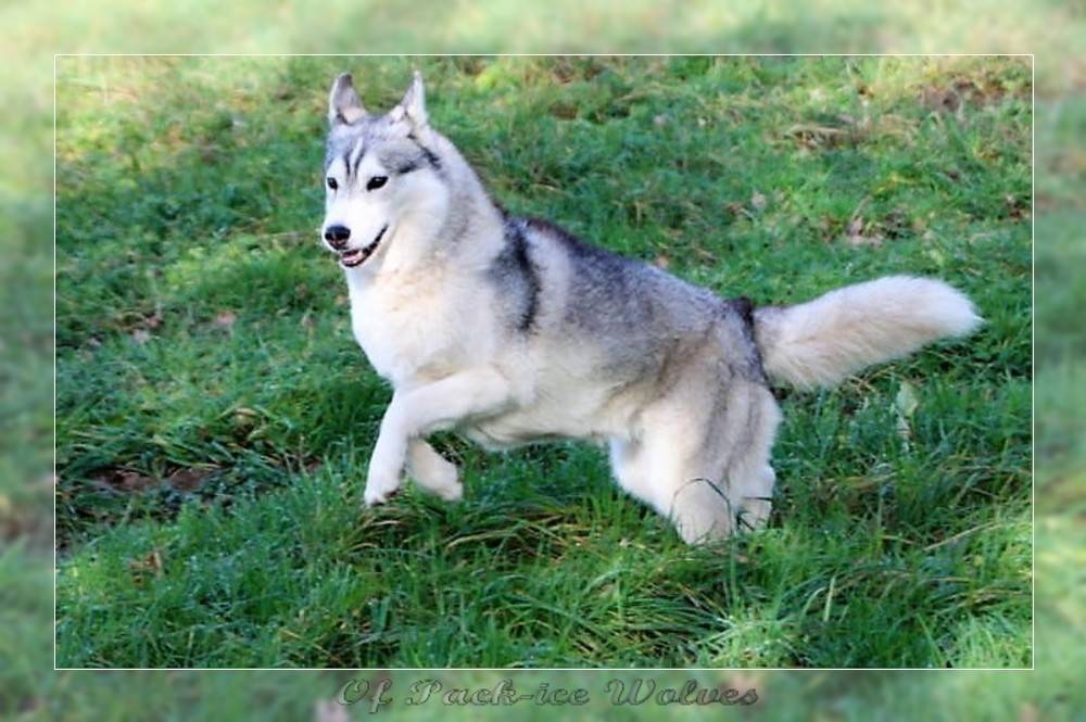 chien husky sibérien femelle grise et blanche qui courre dans l'herbe