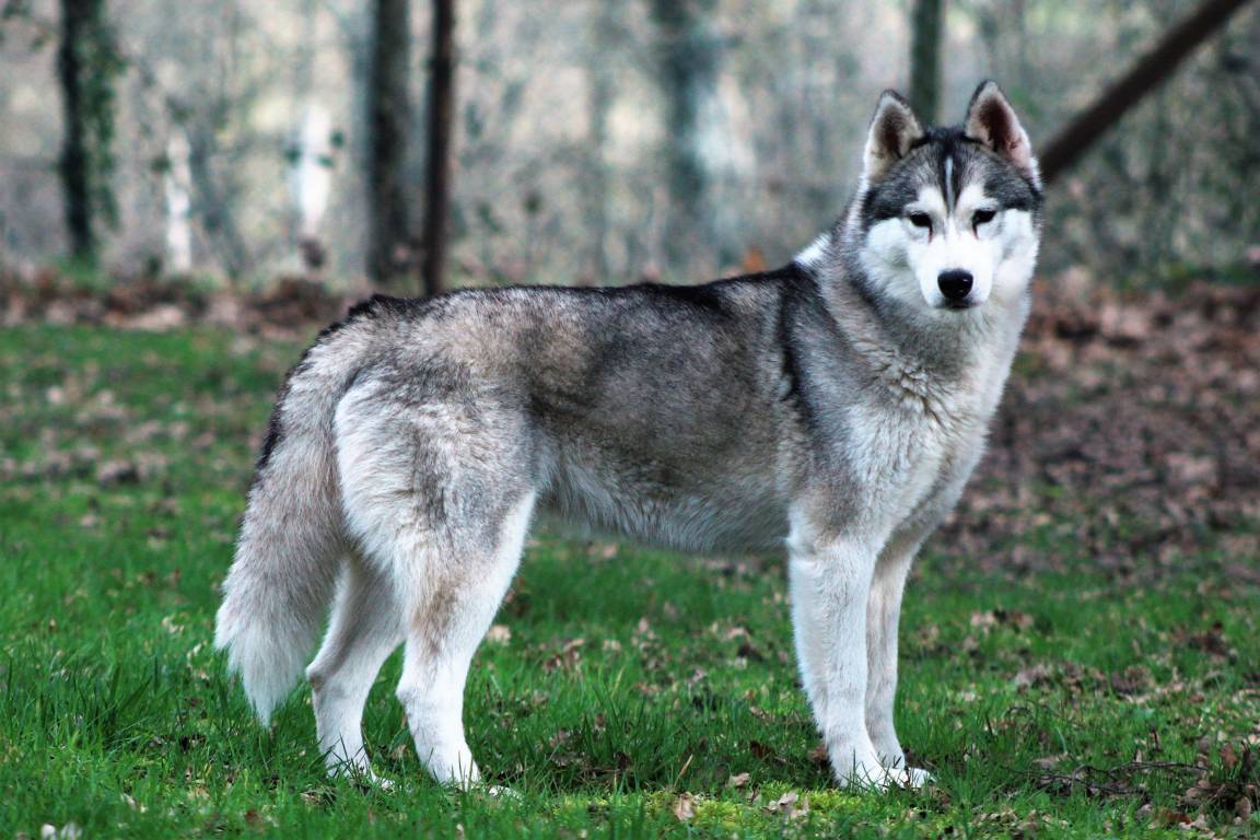 chien husky gris