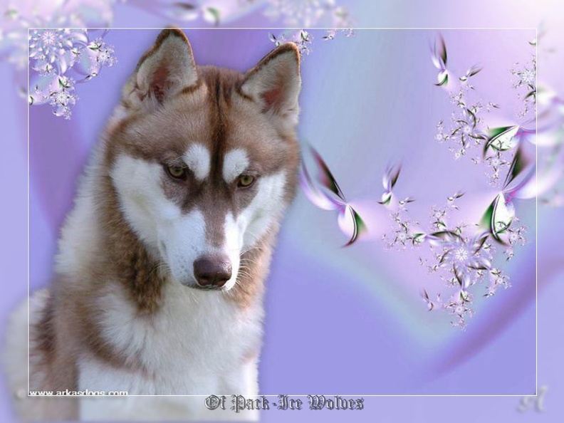 Photo de chien Husky de sibérie  Breathtaking