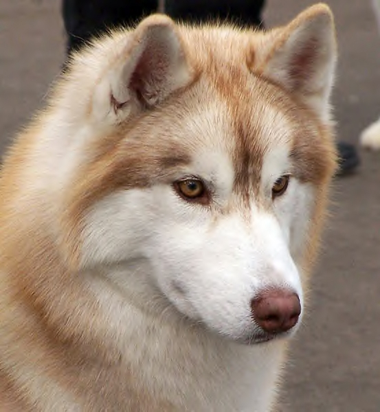 Photo de chien Husky de sibérie  Tukiak