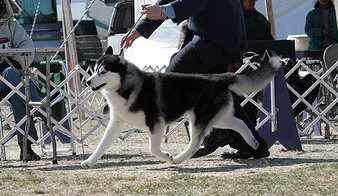 Photo de chien Husky de sibérie  Peace negotiator