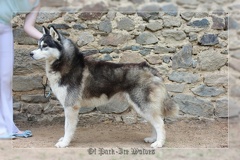 Photo de chien Husky de sibérie  Eyes shadow magik