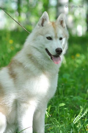 Photo de chien Husky de sibérie  Beilis iris cream