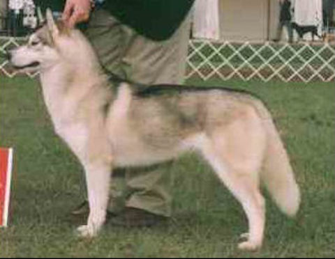Photo de chien Husky de sibérie  Avalon o'kristari