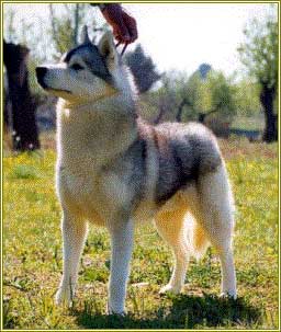 Photo de chien Husky de sibérie  Spectator