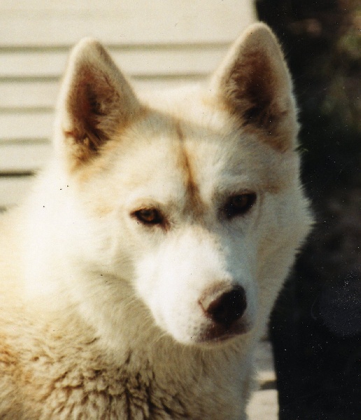 Photo de chien Husky de sibérie  My pretty charm