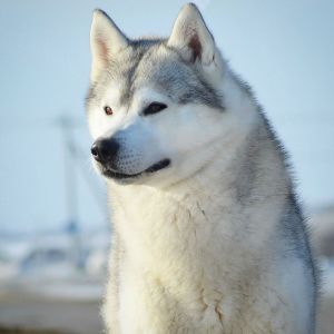 Photo de chien Husky de sibérie  Hero of my heart