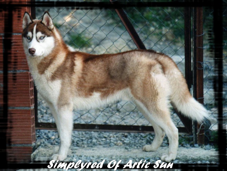 Photo de chien Husky de sibérie  Simplyred