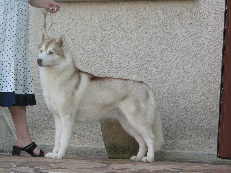 Photo de chien Husky de sibérie  Ushuaia