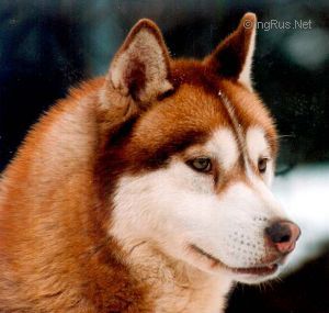 Photo de chien Husky de sibérie  Horizon in sight