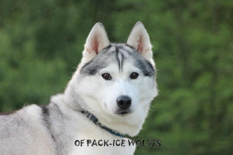 Photo de chien Husky de sibérie  Eternal Miss Nikyta
