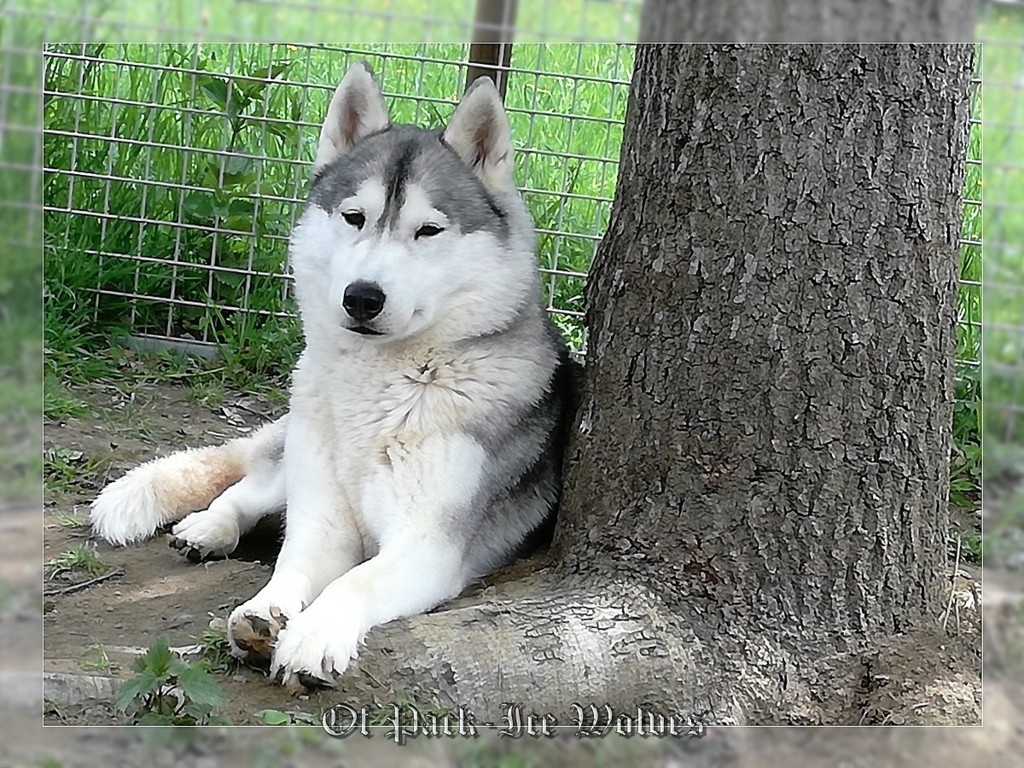 Photo de chien Husky de sibérie  Fetching hussy