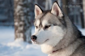 Photo de chien Husky de sibérie  Happy time