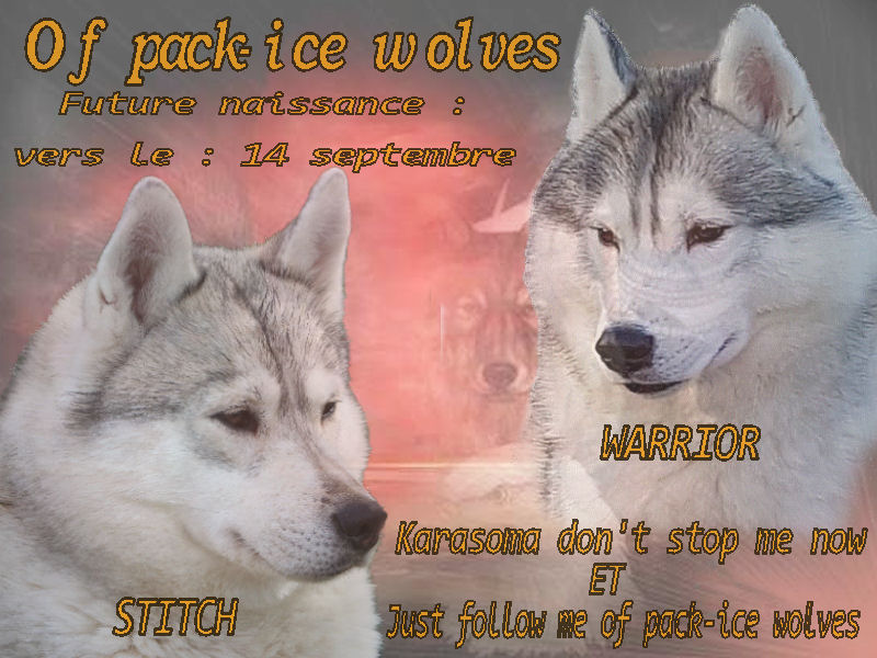 Stisch Warrior Husky Passion Elevage De Husky Siberien