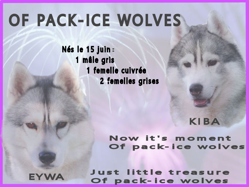 naissance de chiots huskies à vendre de Eywa et Kiba 2022